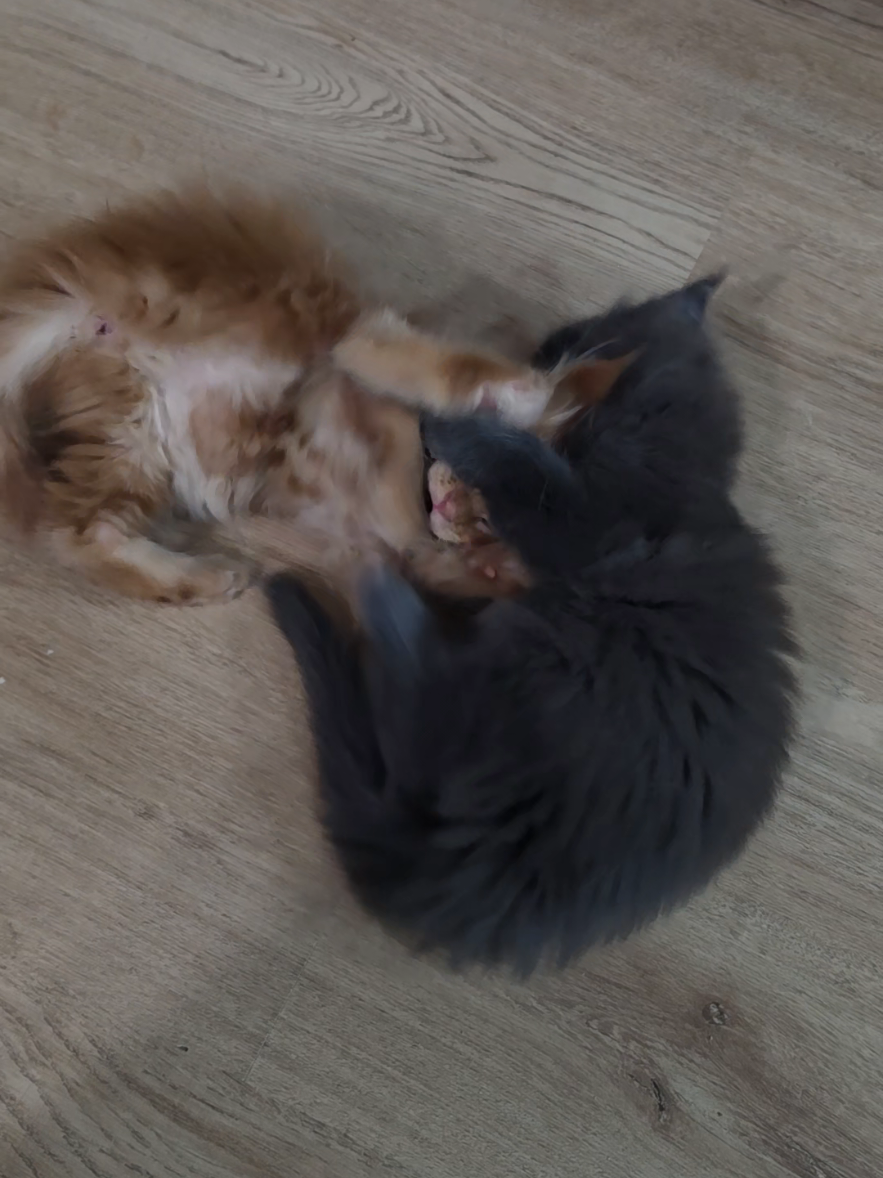 @Peaky Claws Cattery