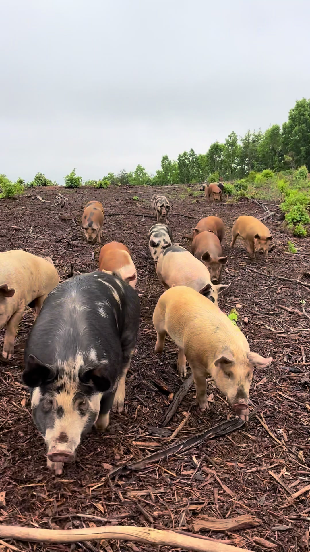 @Triple Oaks Farm