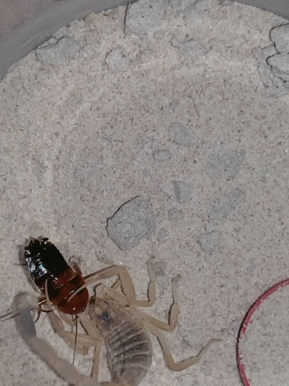 @pgv_arachnids