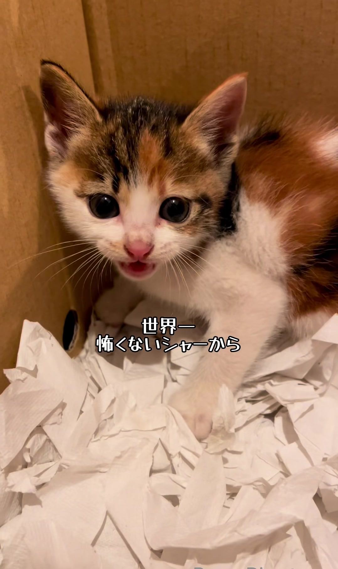 @シチサン