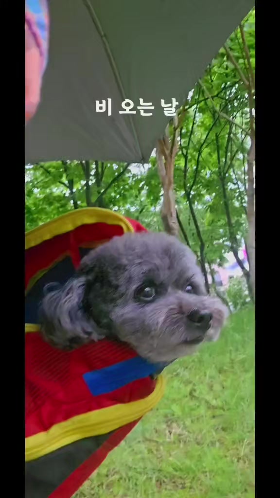 @복이🌲🌲🌲