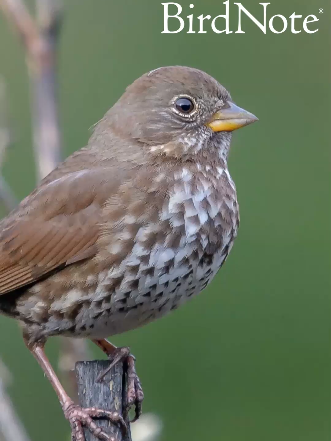 @BirdNote