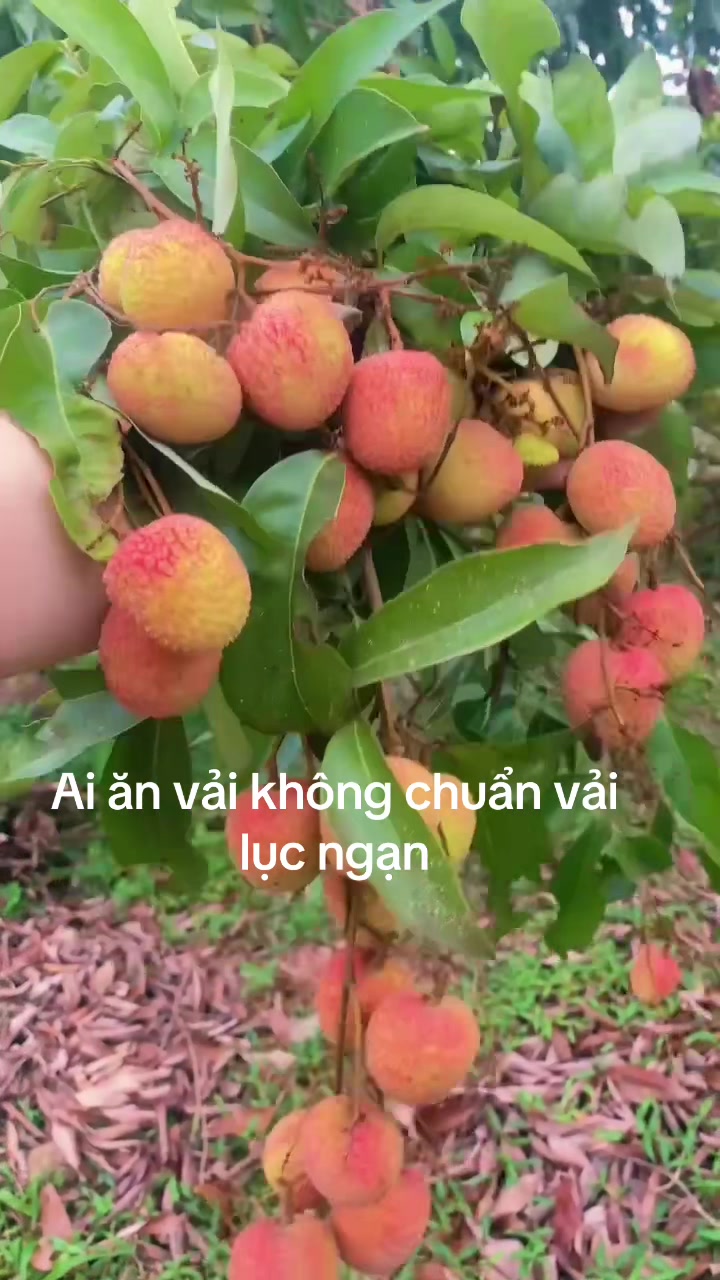 @Đặng Hải (quản l&yacute; Foxconn)