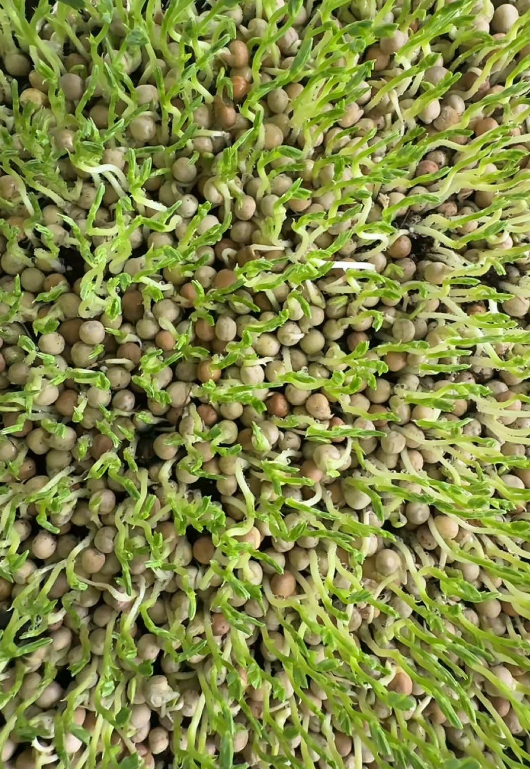 @Micos Micro Farm