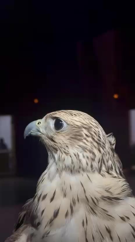 @ريشة صقر