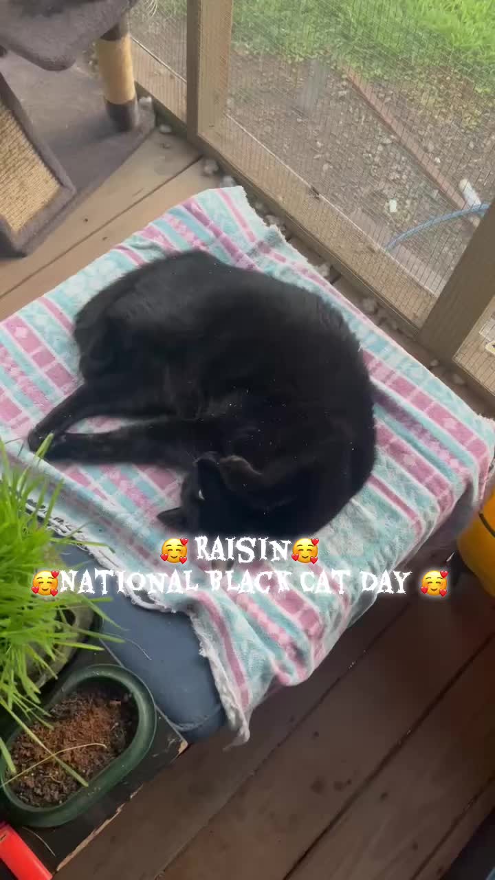 @Leslie 💅❤️🐕🐈⬛🐈🐈⬛🐈🐈🦜