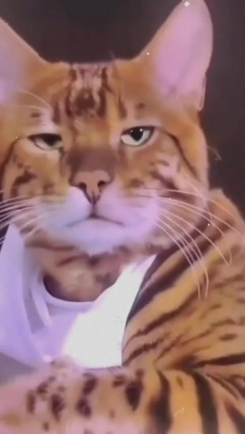 @yanamoyy ᴾᴬᴺᴰᴬᴿᴵᴬᴺ𝖘𝖘