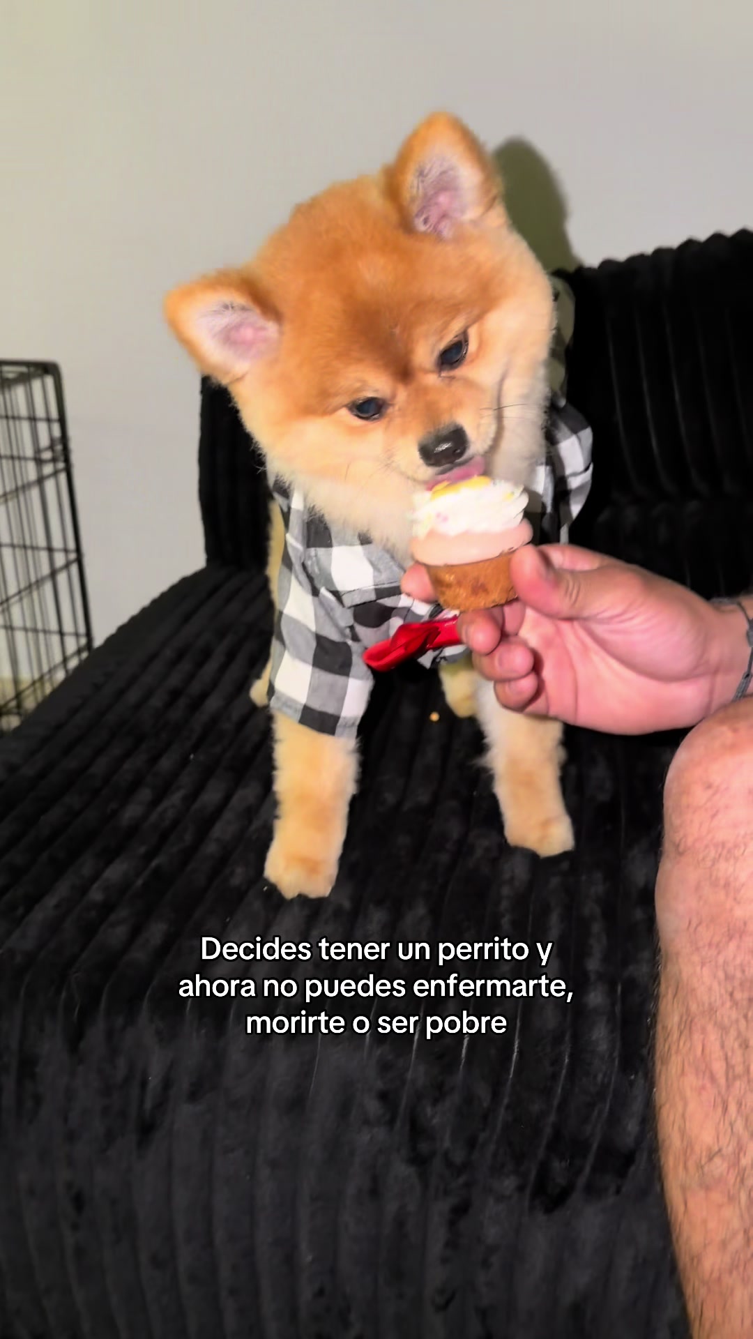 @Soy Copito