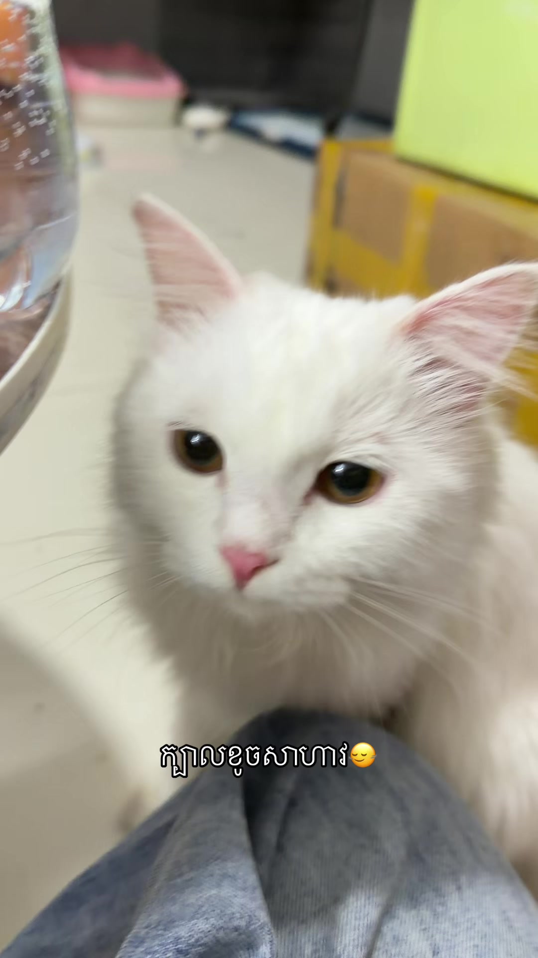 @𝕮𝖍𝖎𝖎 𝖈𝖍𝖎𝖎
