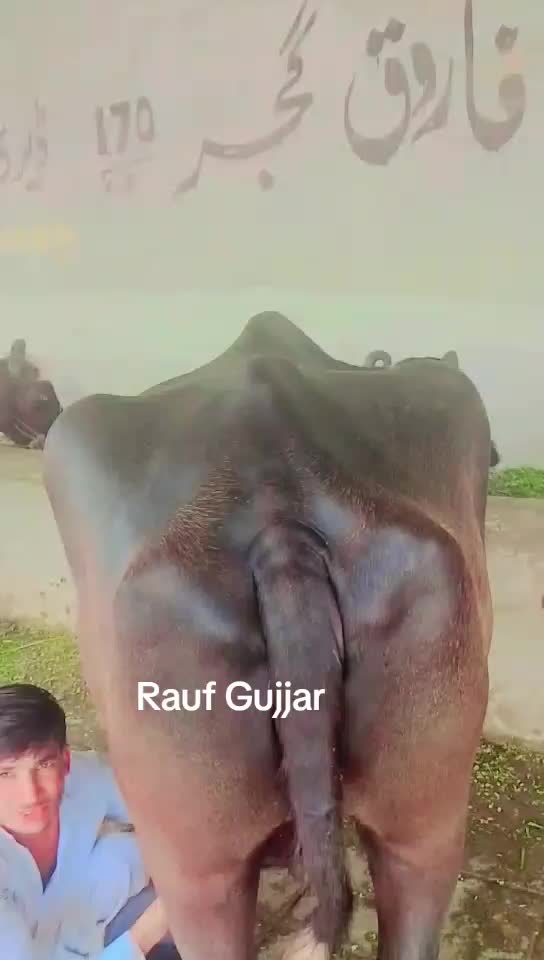 @Farooq gujjar722