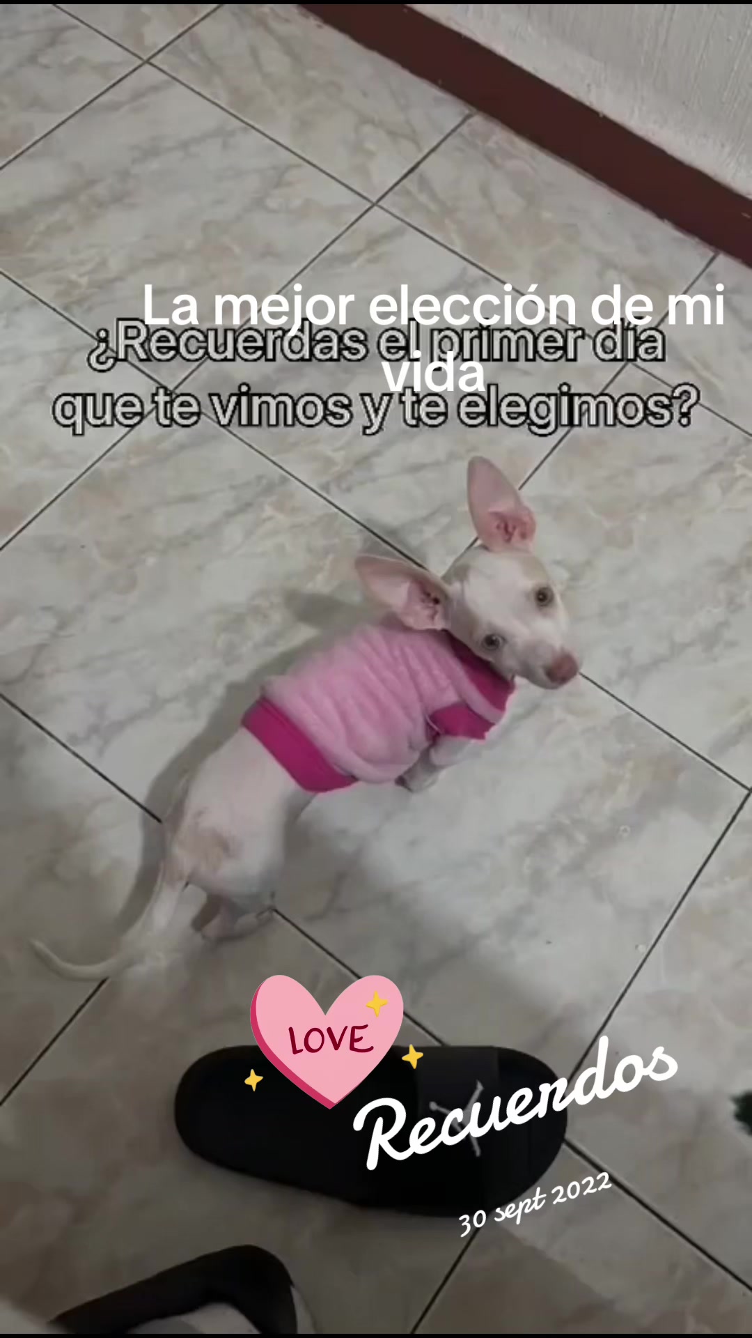 @ChannelyLuna🐕🐩