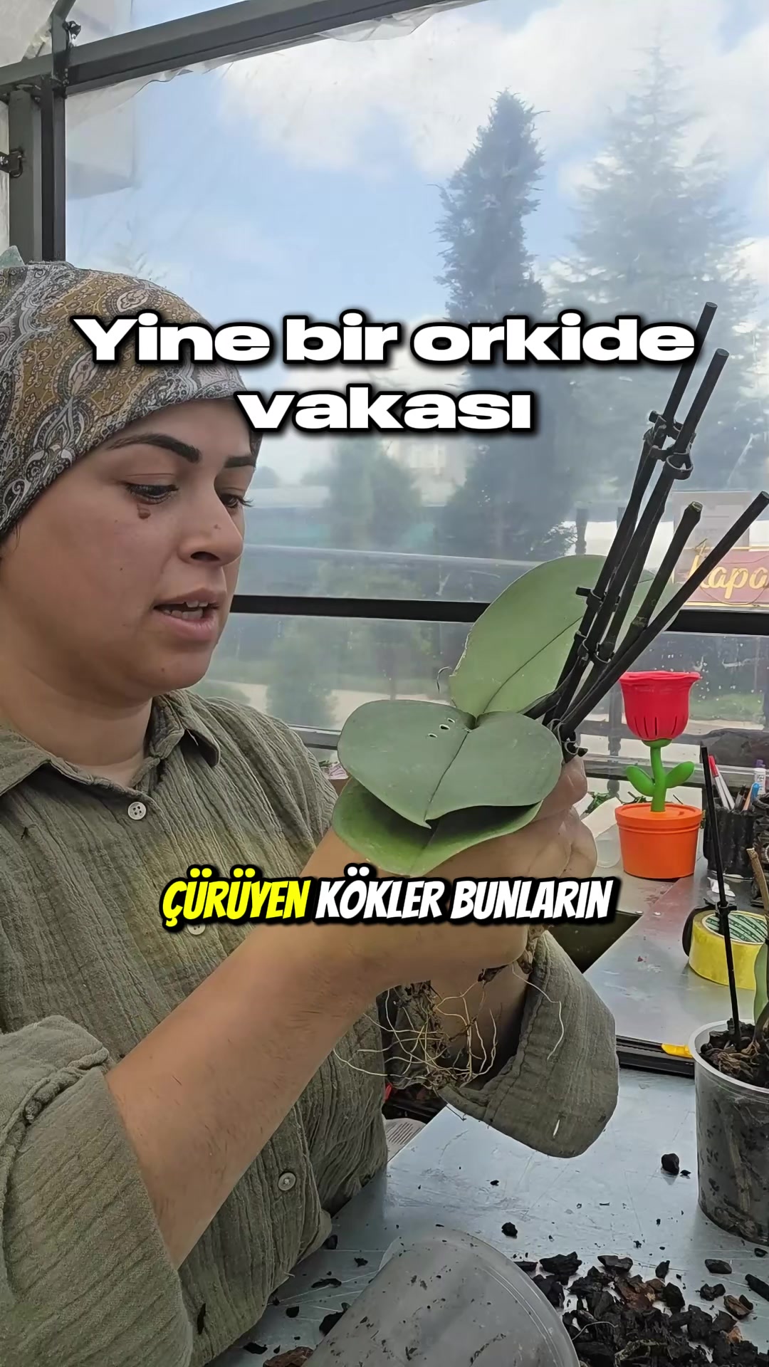 @Botanik bahçesi flora