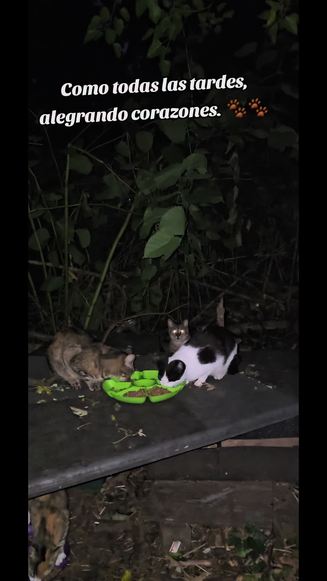 @🇲🇽Guli.Carrada 🐈⬛