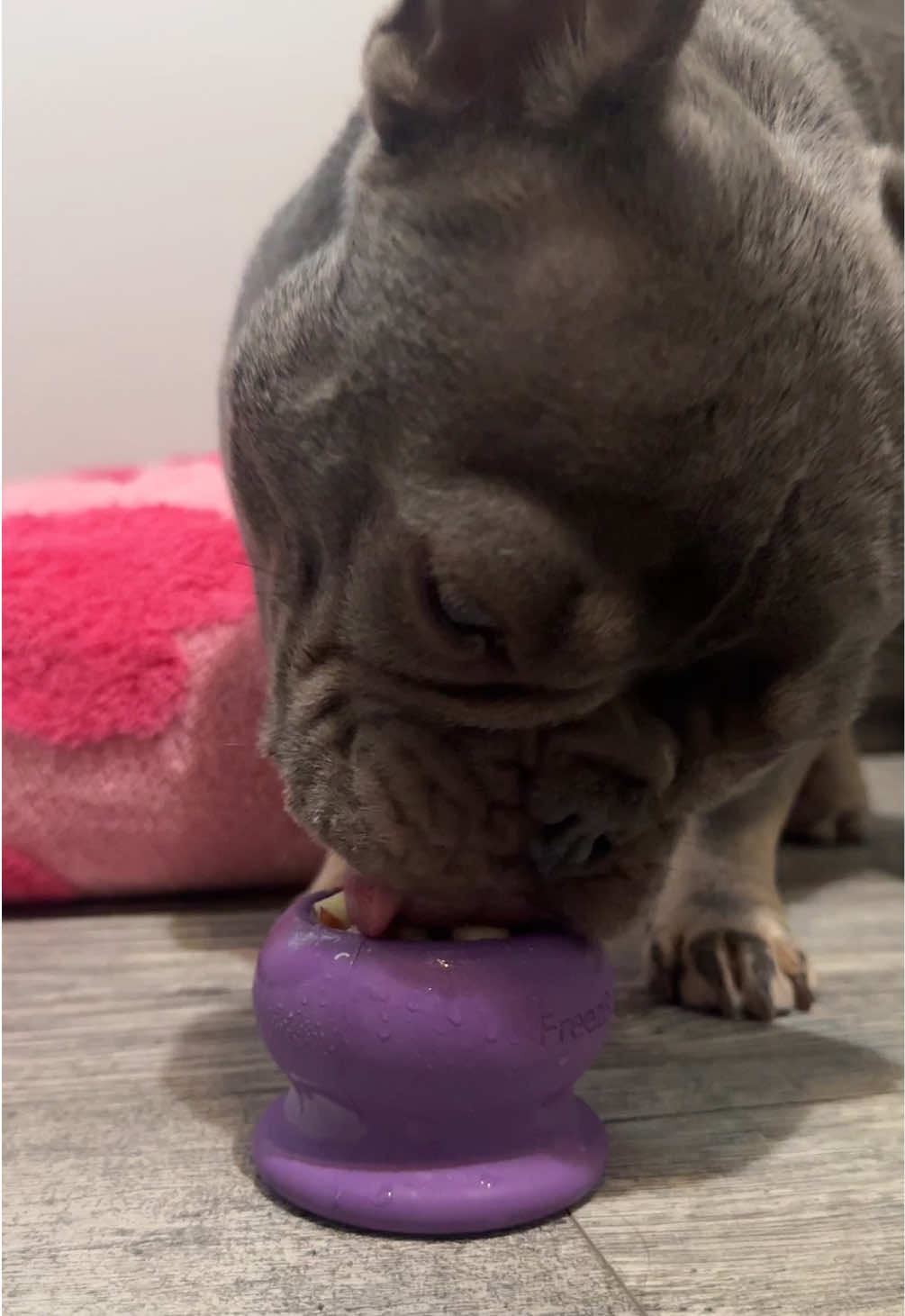 @Arwen the adorable Frenchie