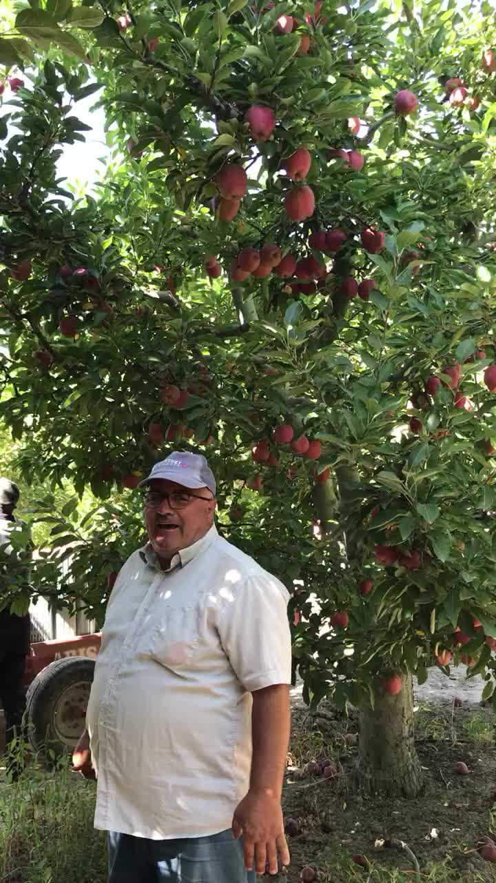 @kadişş