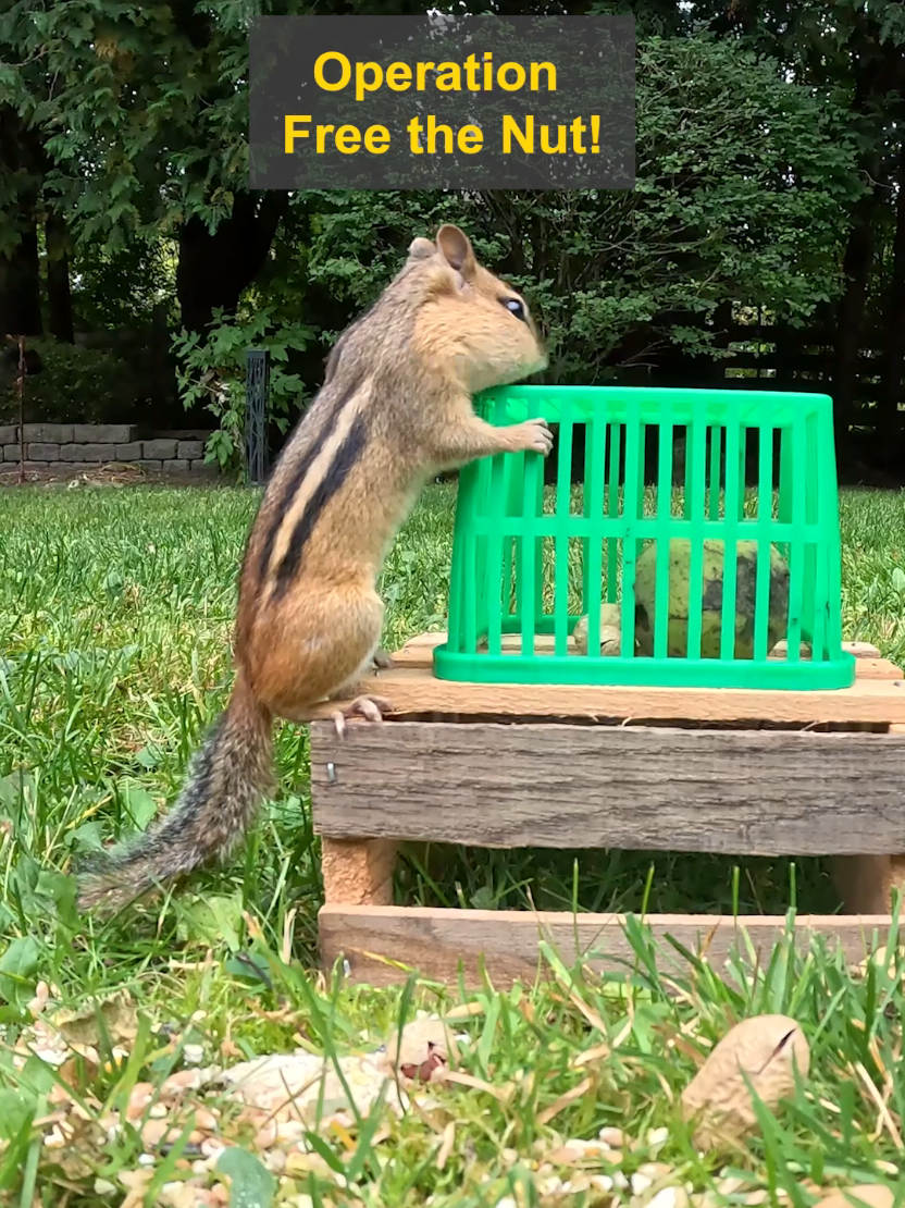 @youngmasterchu squirrel