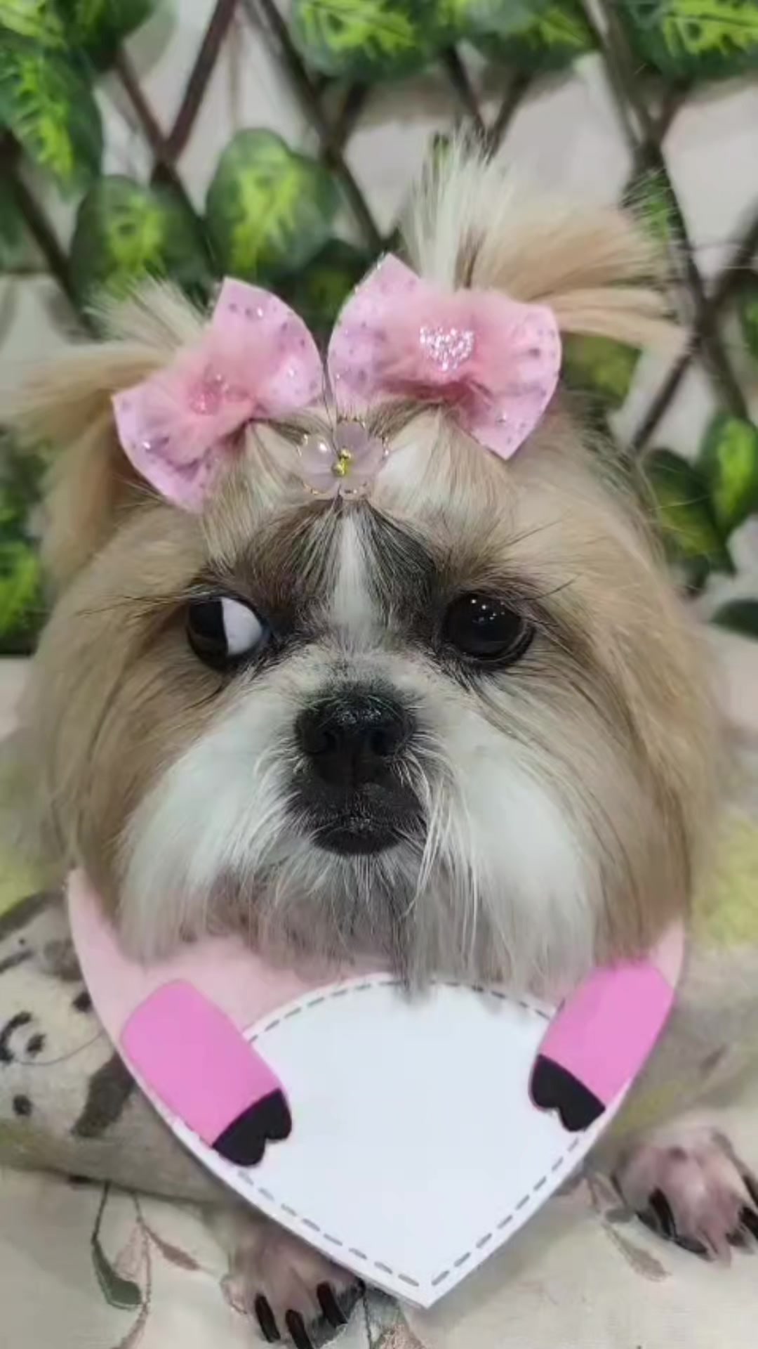 @Dog Ville Petcare