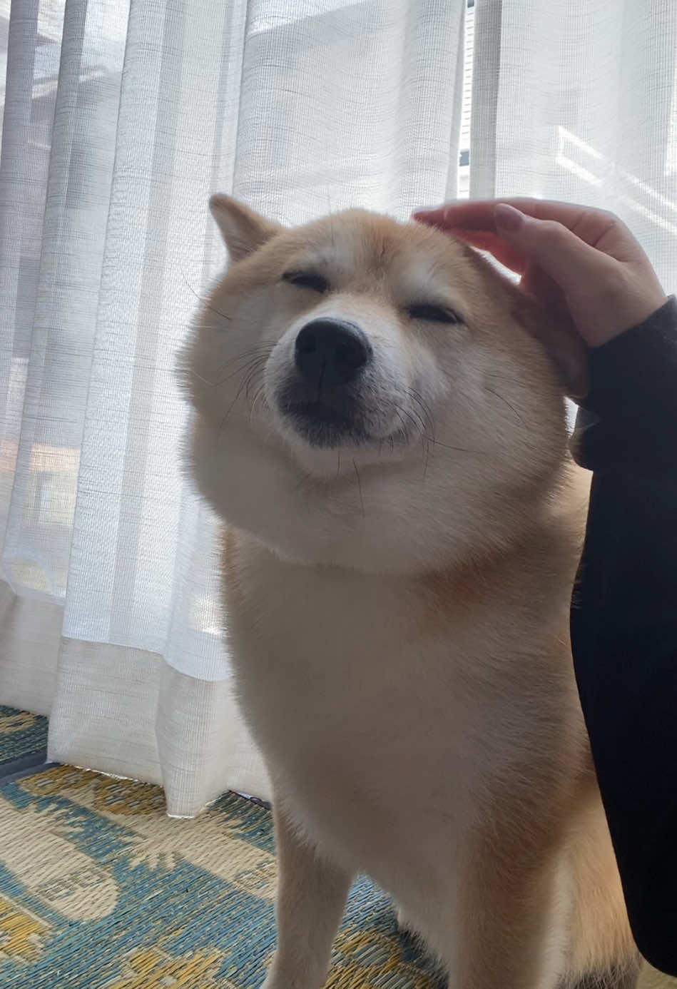 @こむぎといなり