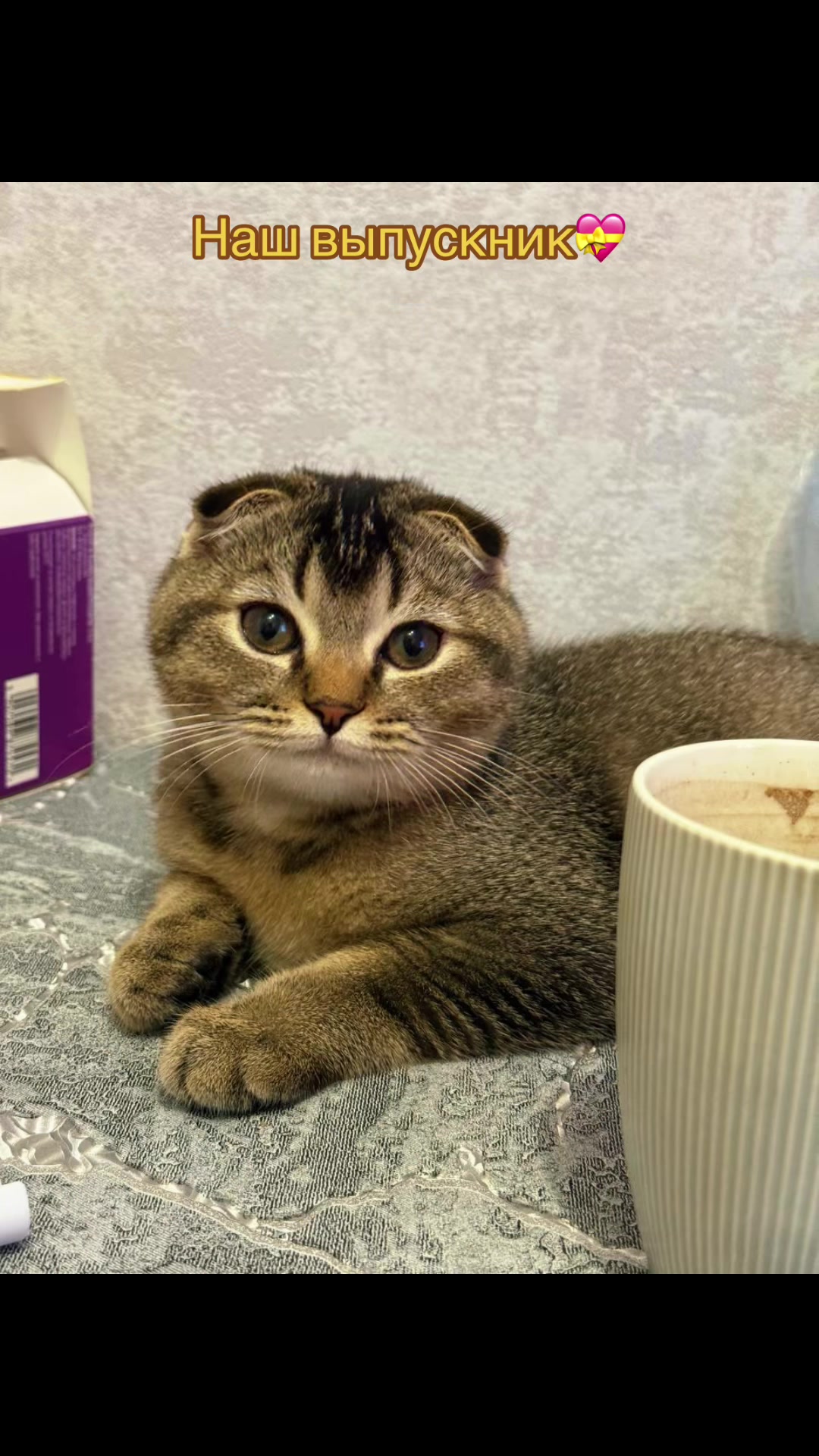 @Cat&Kittens