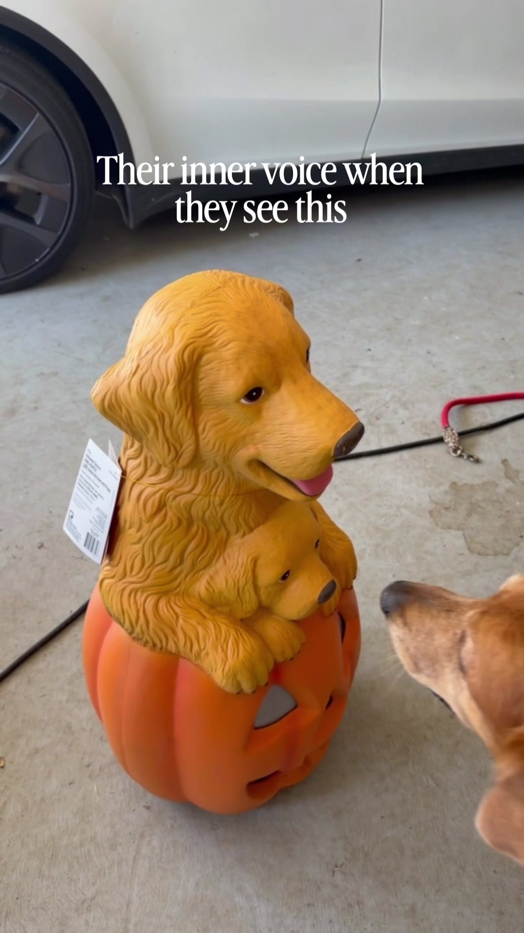 @DogMomisms