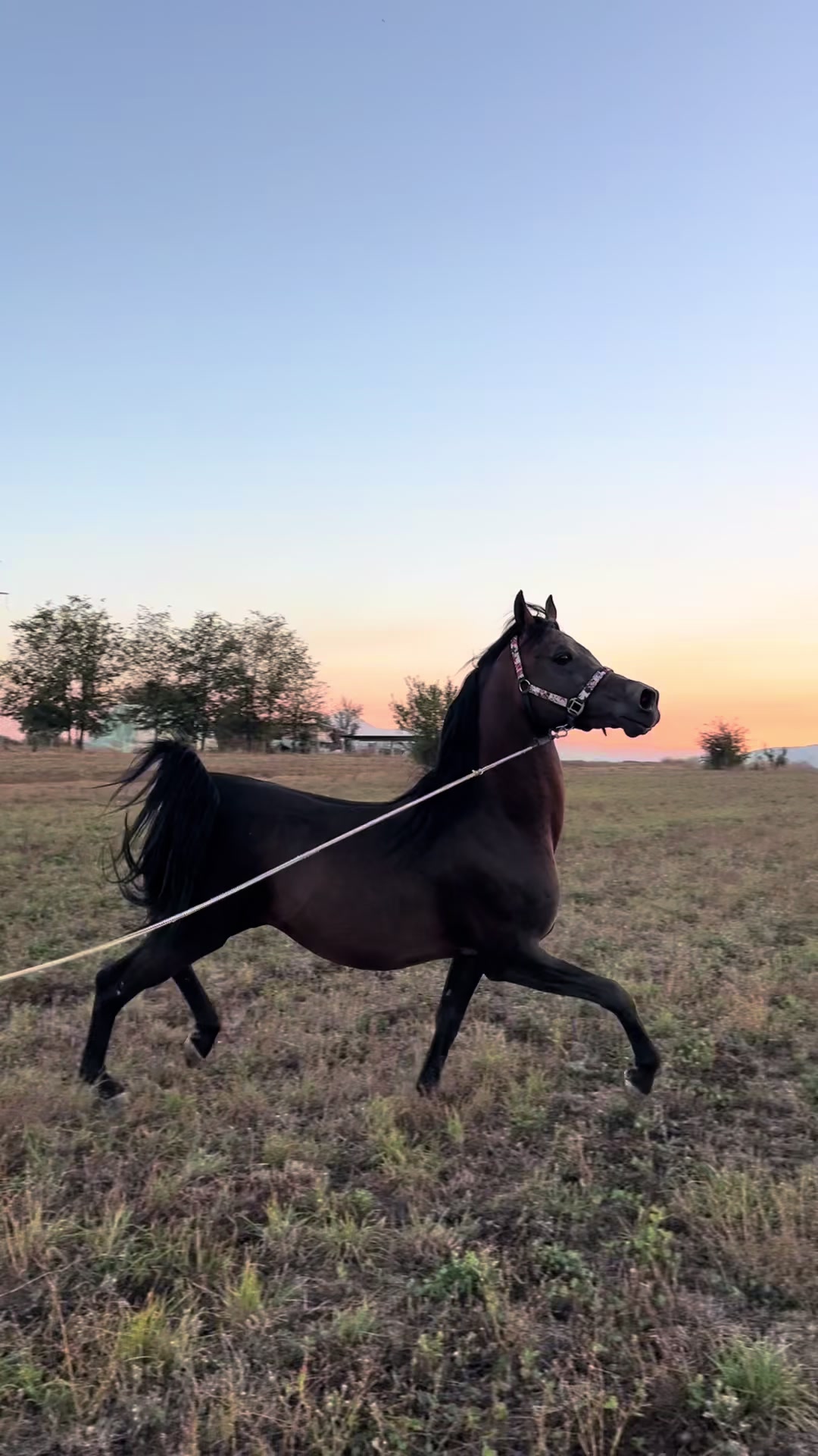 @BERTI RANCH 🐎