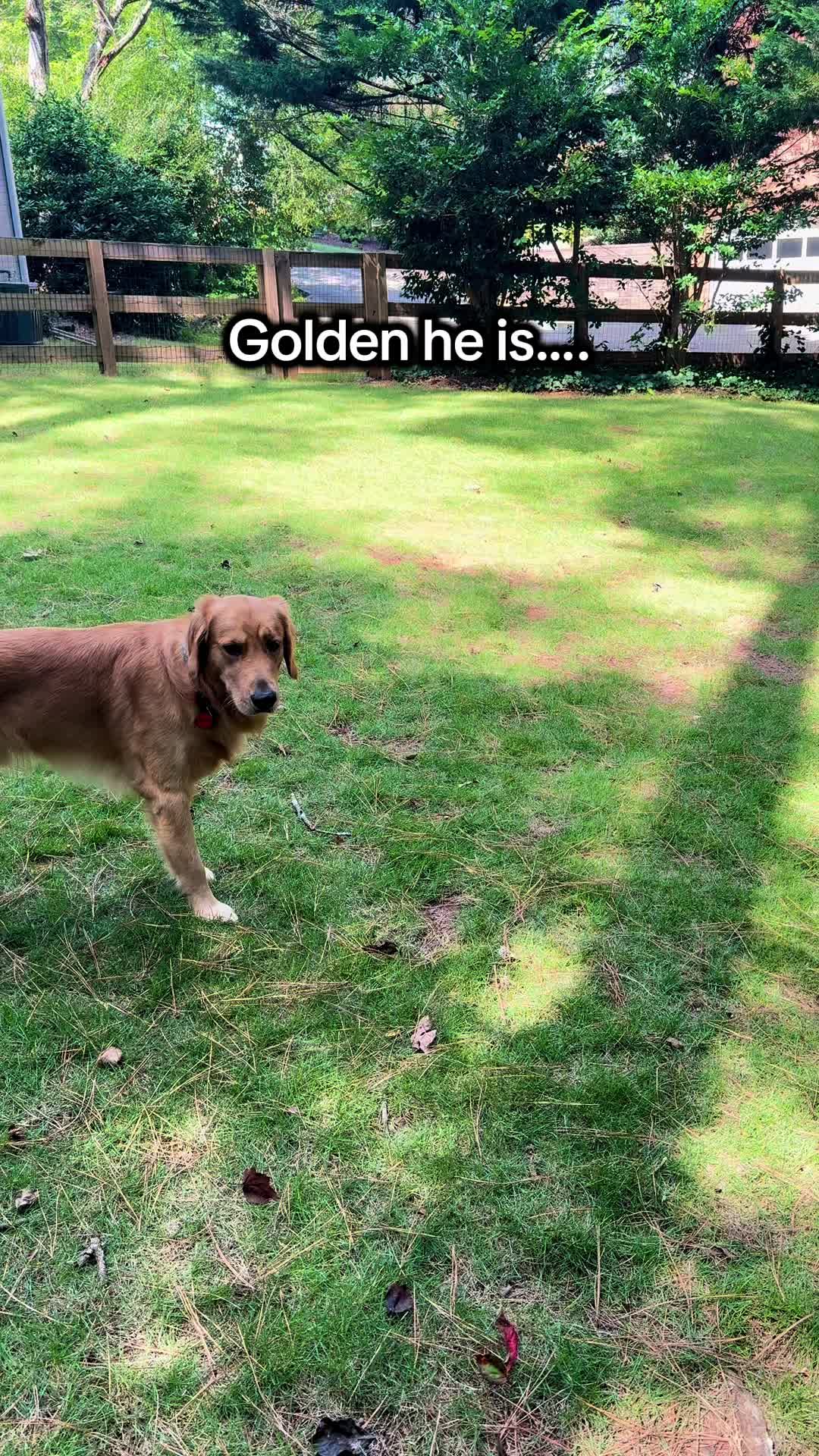@Charlie the Golden