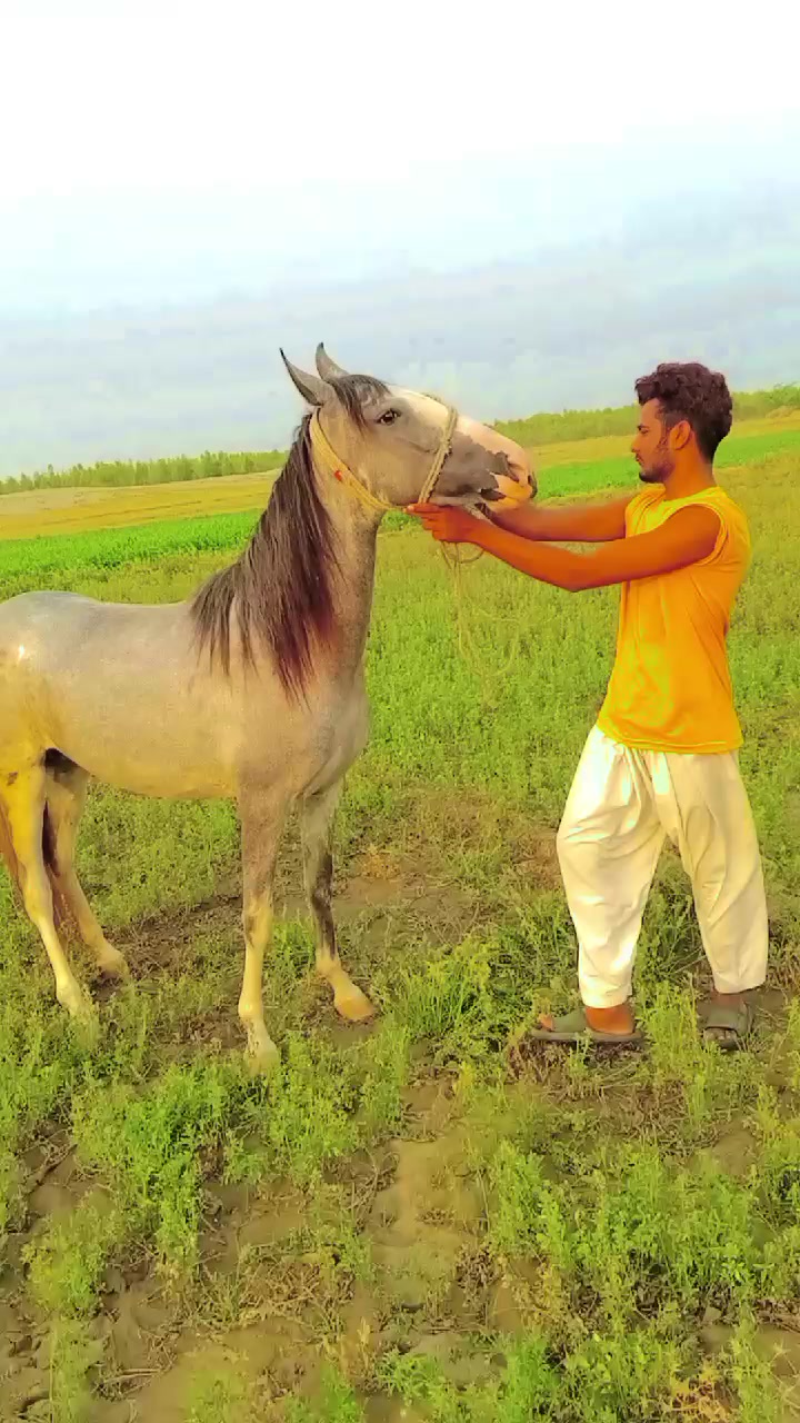 @🕊️💥سرگودھا ،کے ،خان🕊️💥