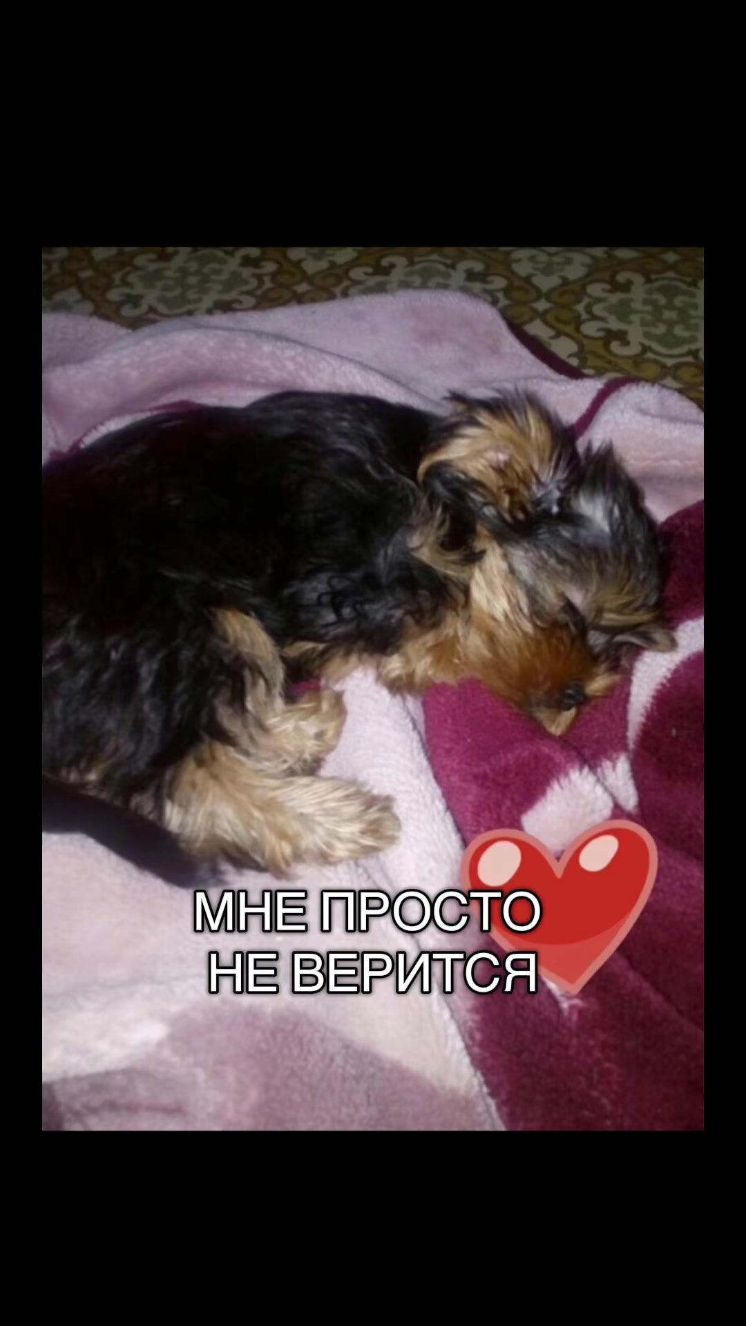 @Собака Евик🐾