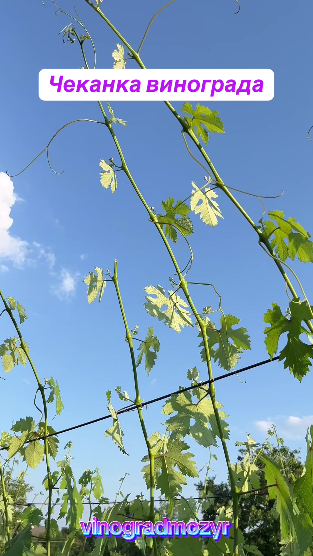 @Vinogradmozyr