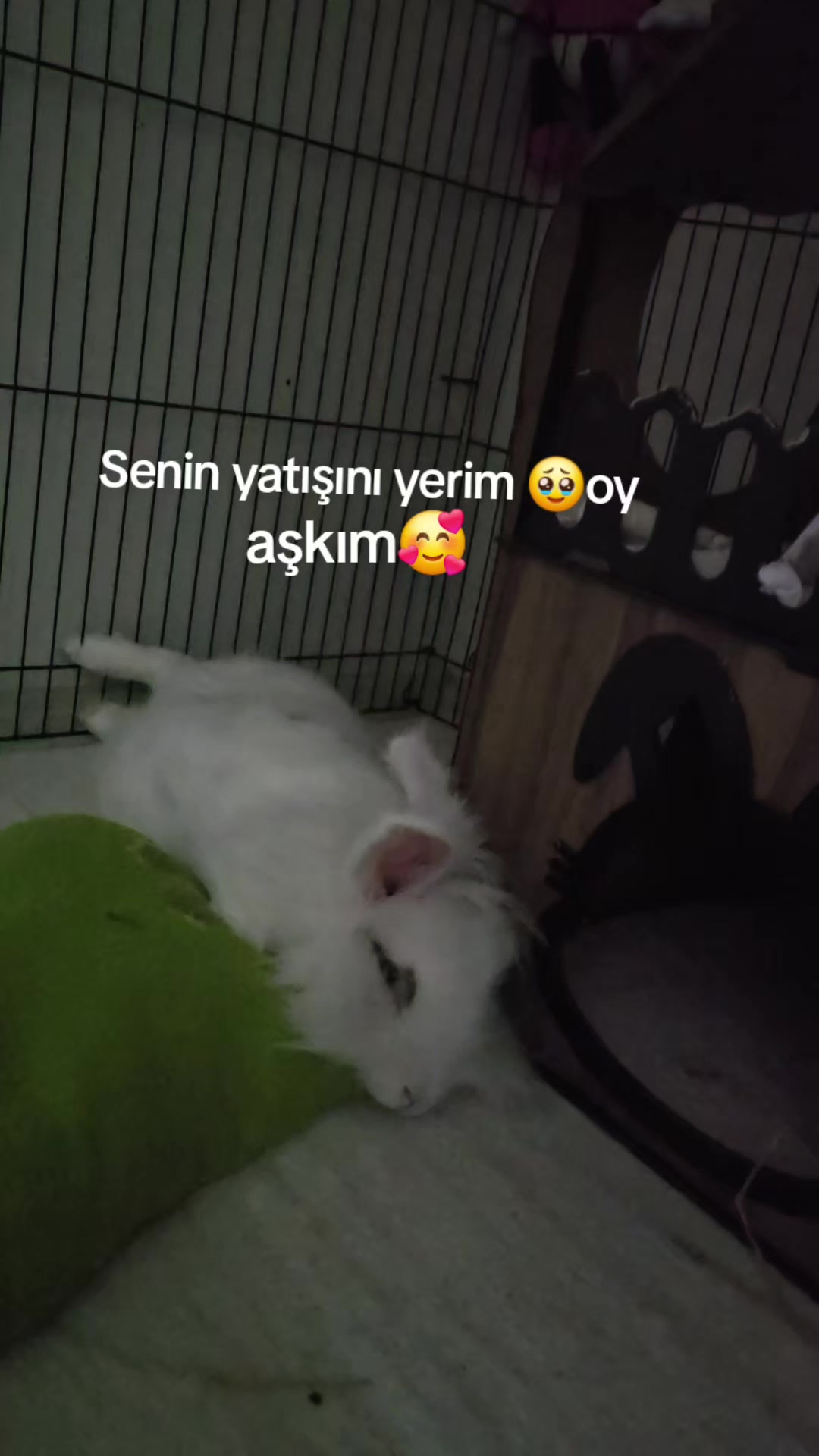 @RossG&uuml;l
