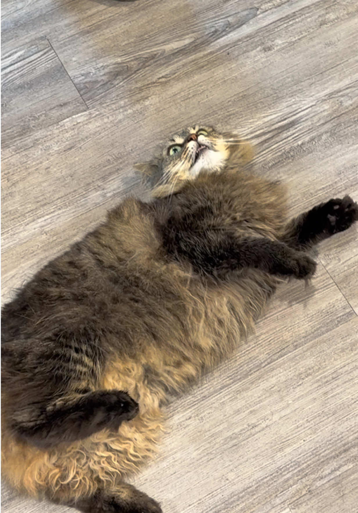 @RoxySnowballCatDrama