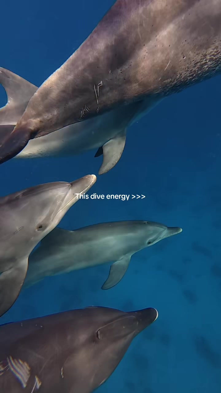 @fishandkits
