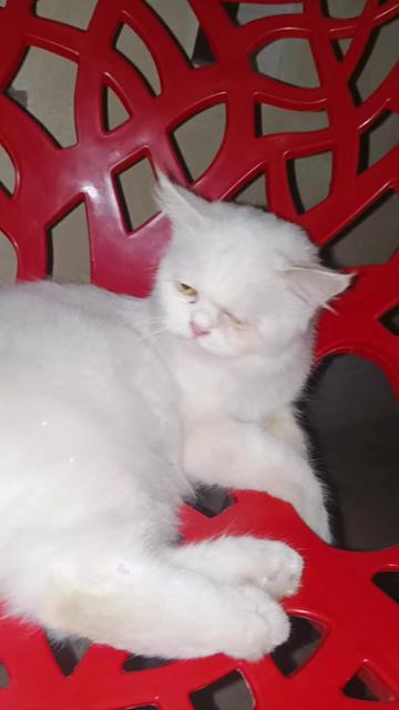 @جنت رانا118