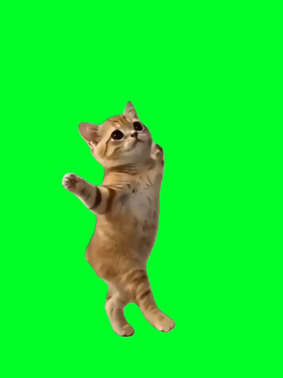 @TikTok Template