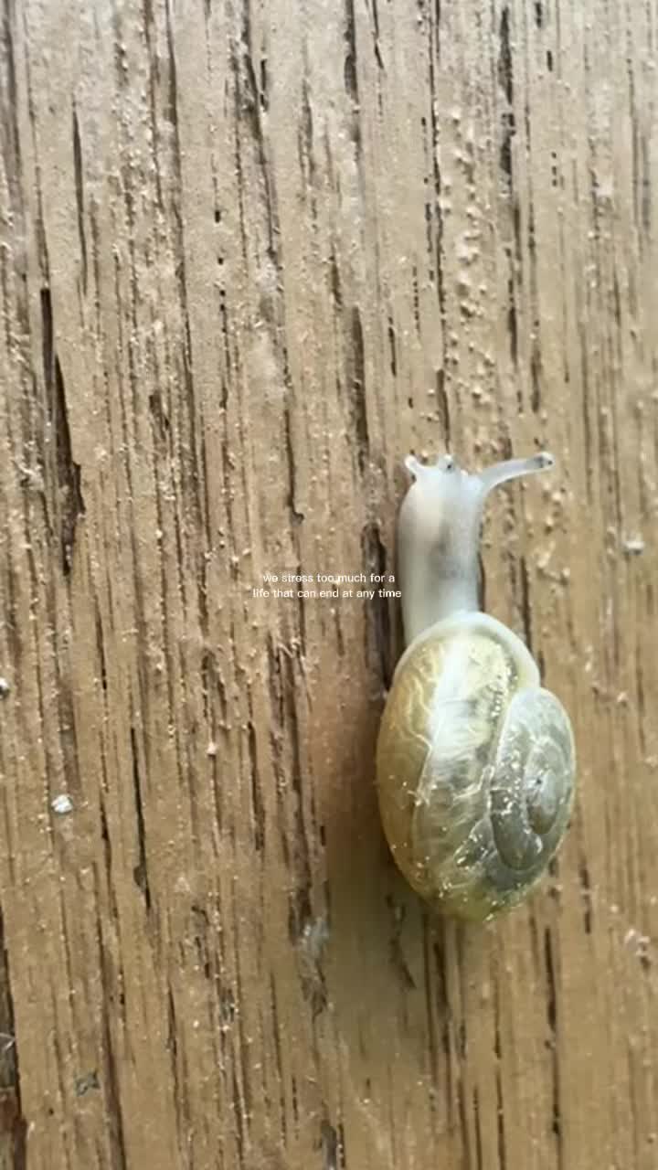 @thepitayacollective