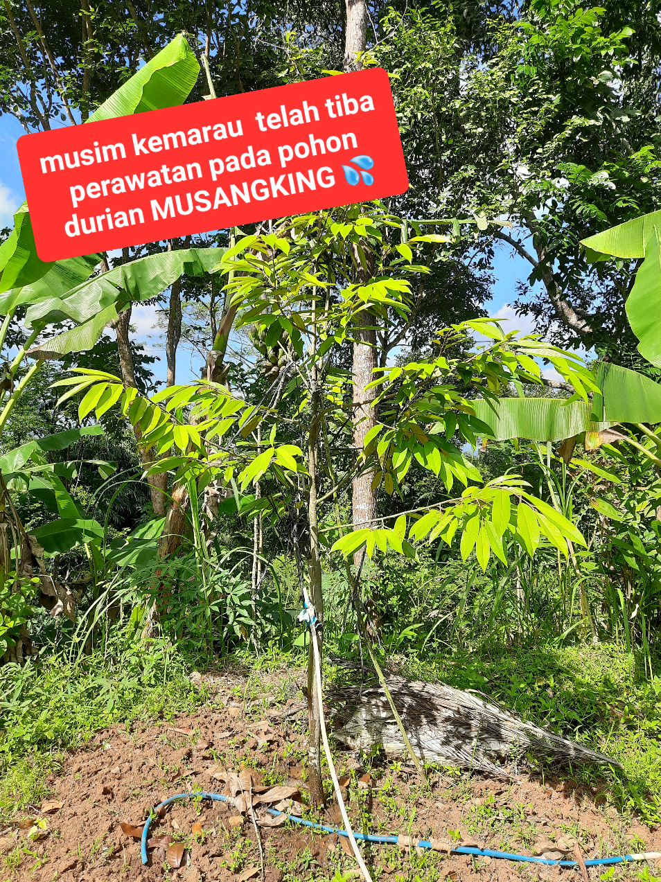 @embunpagi20