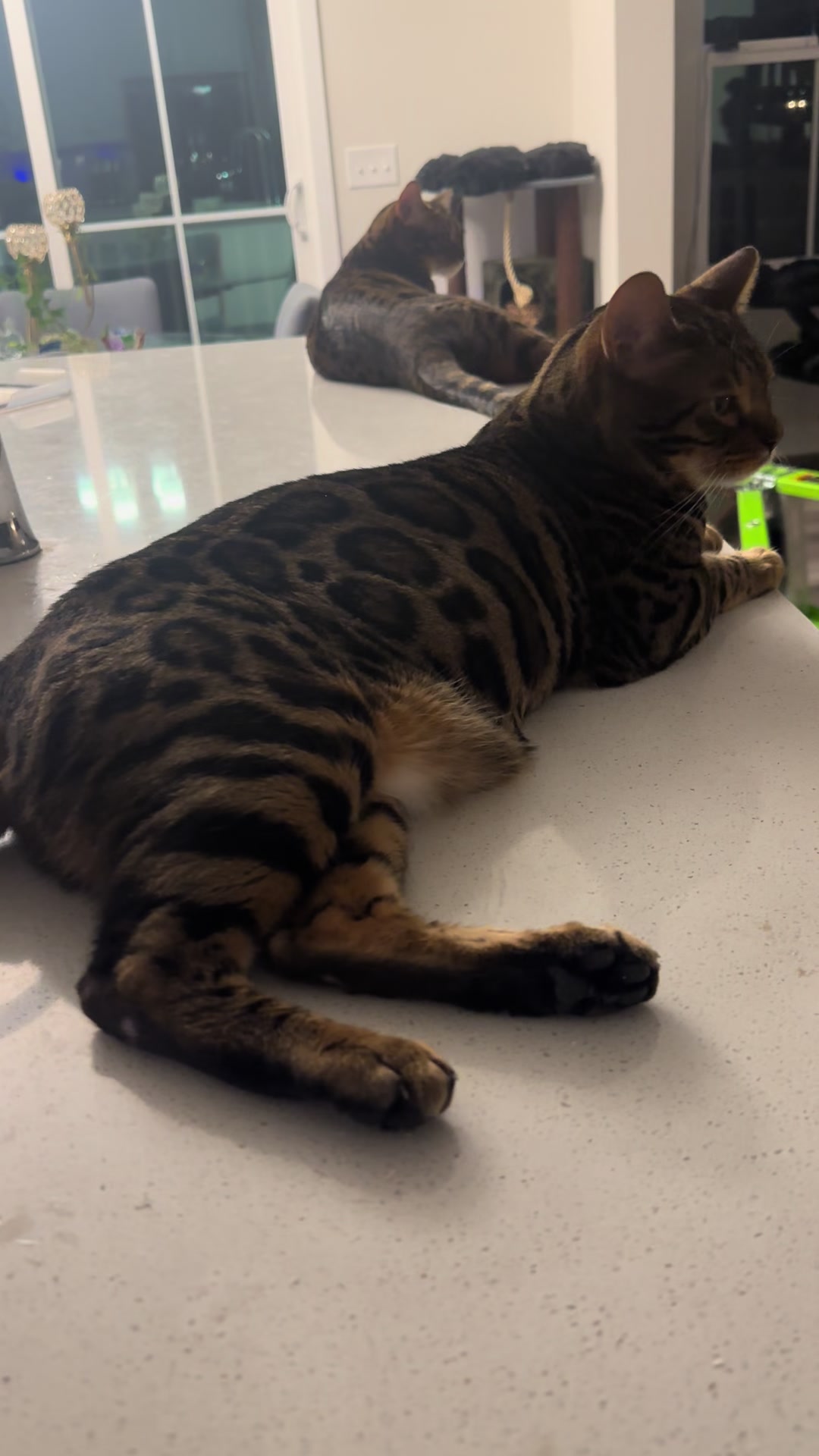 @Tiny Leopard Cats