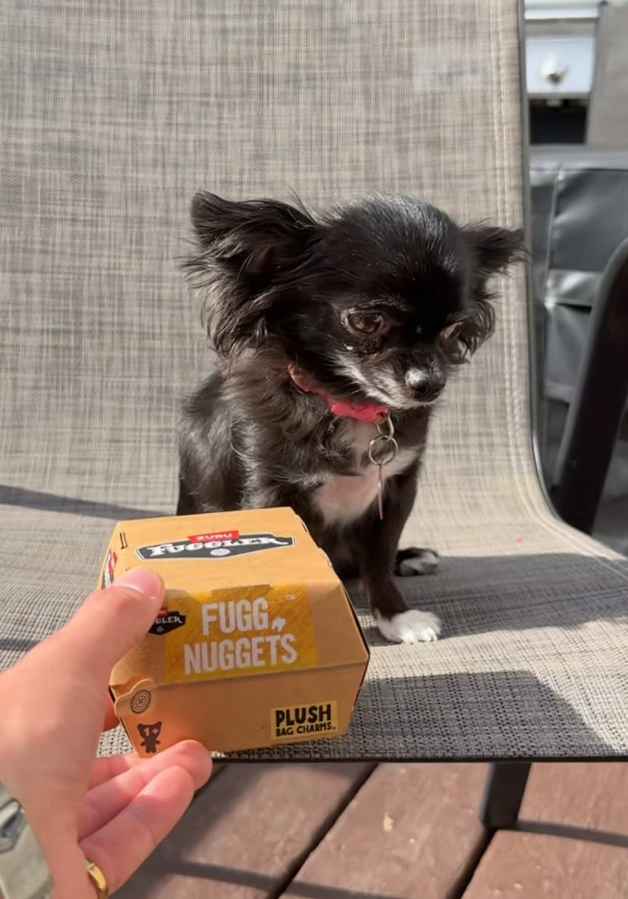 @JoshPuddinAndDozer