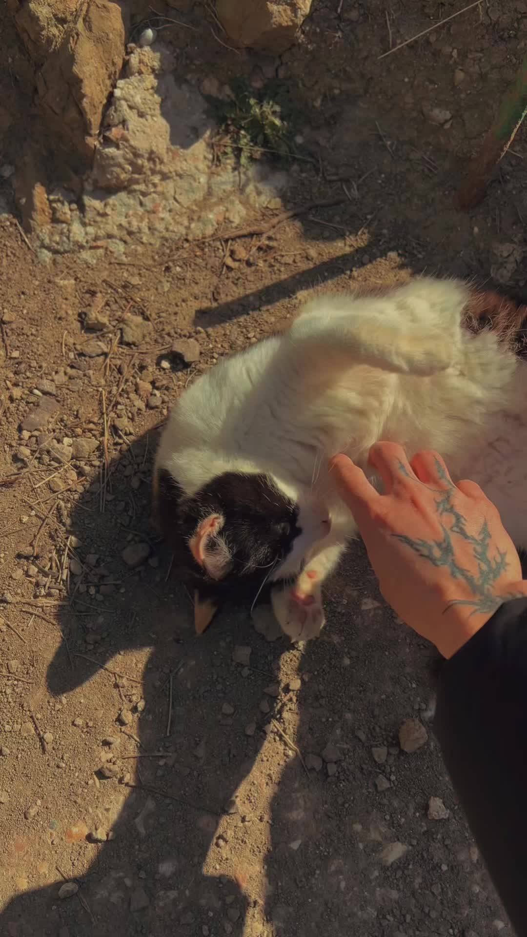 @𝘿𝙄𝙎𝙎𝙀𝙈𝘽𝙇𝙀𝙍