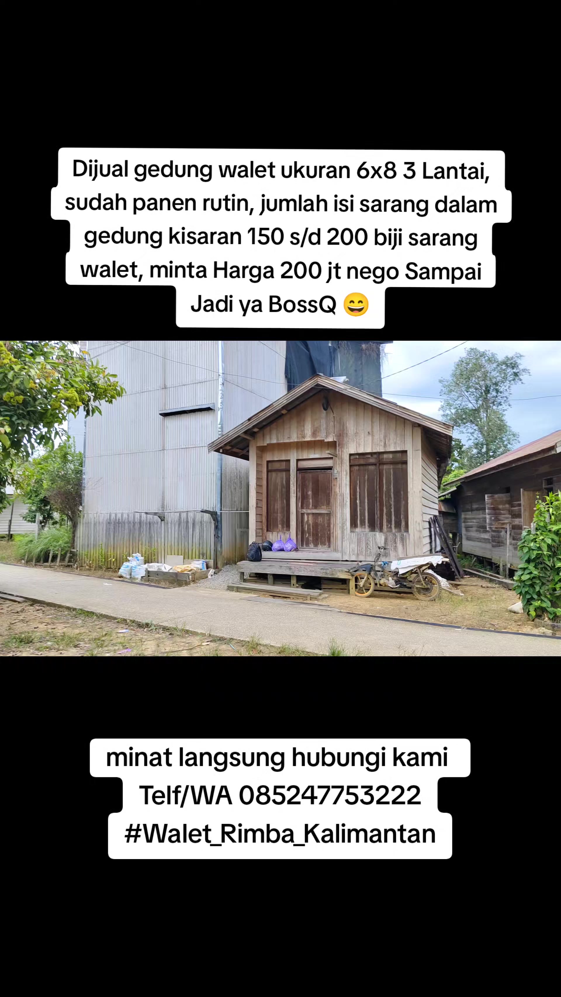 @Walet Rimba Kalimantan