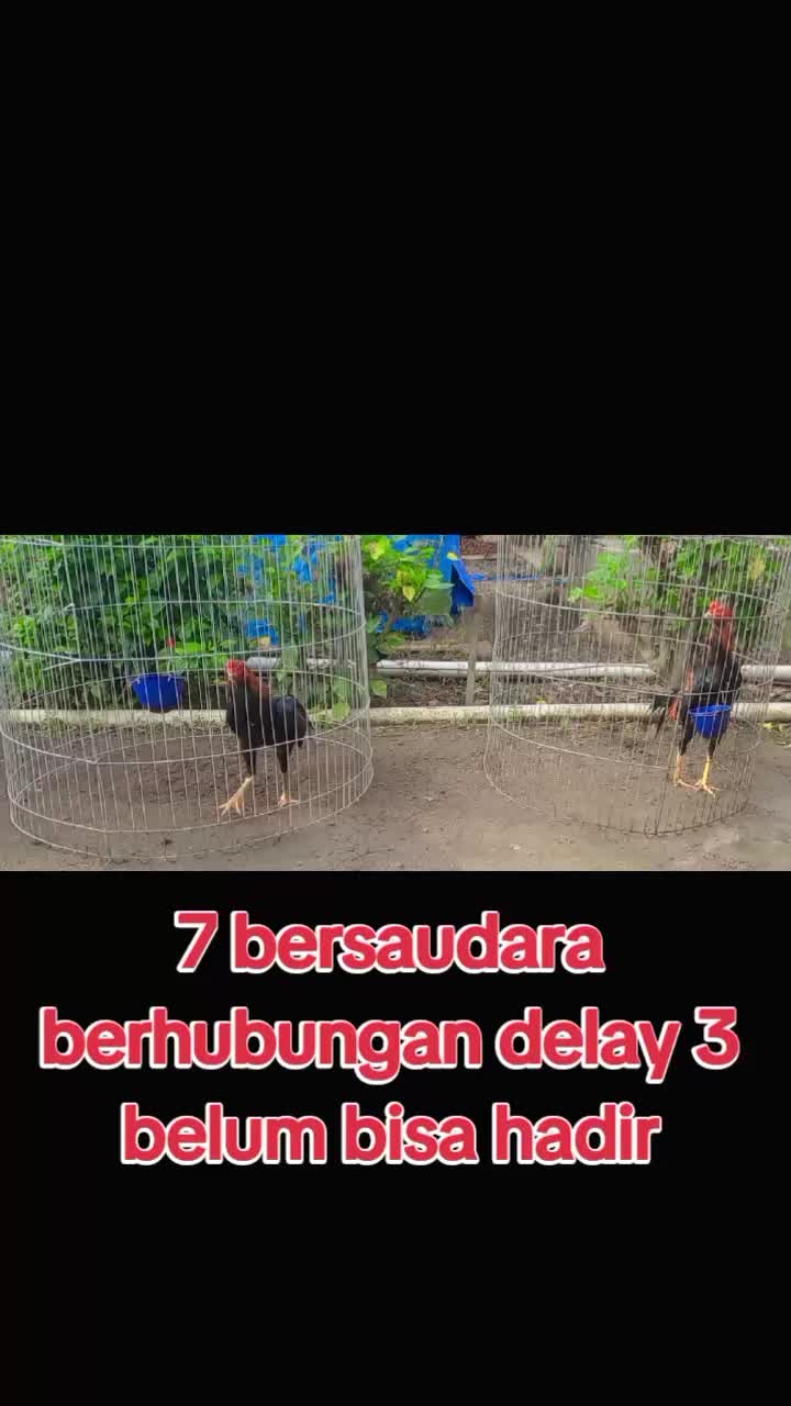 @Ari Sembiring366