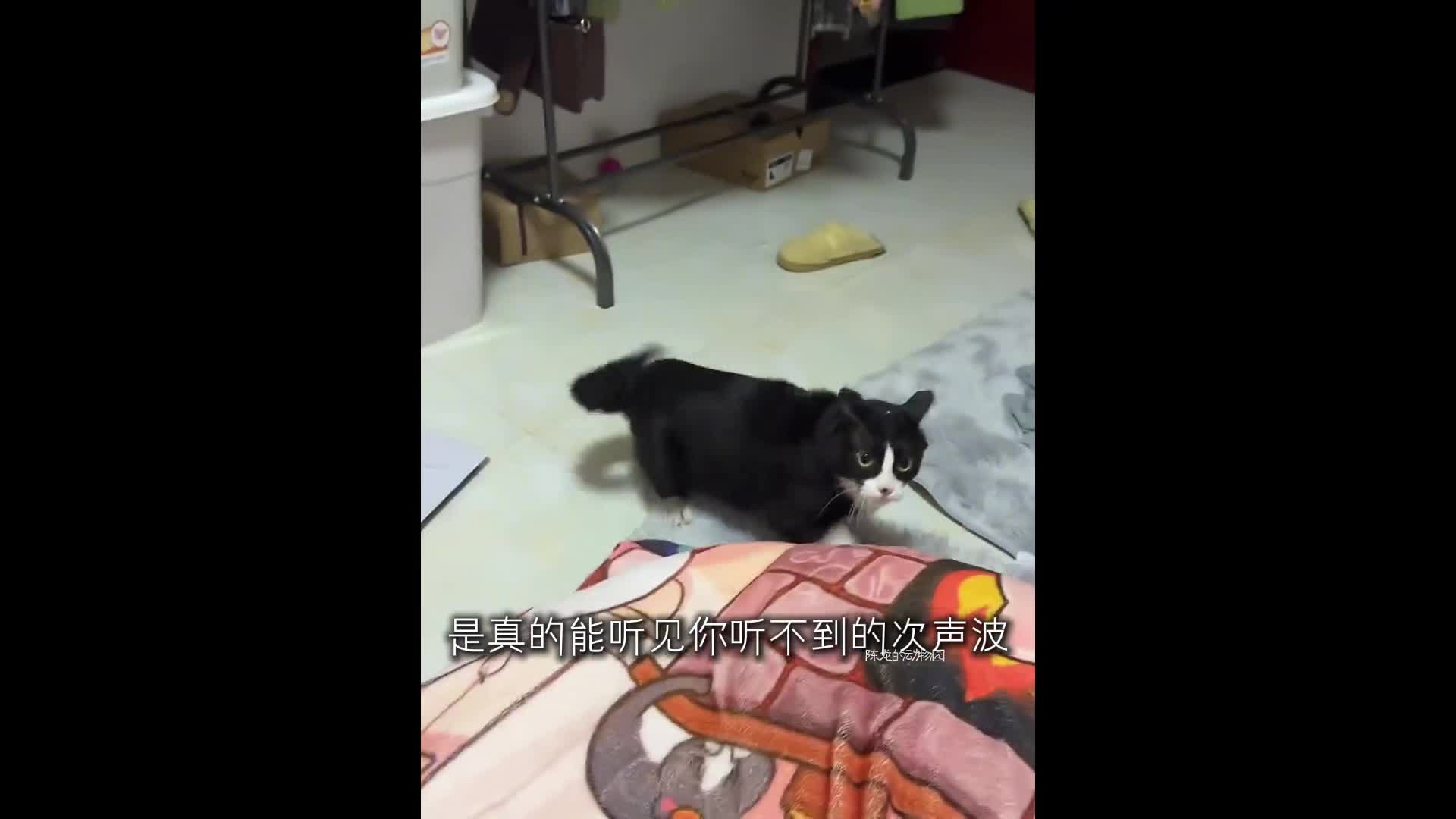 @chaobao0254