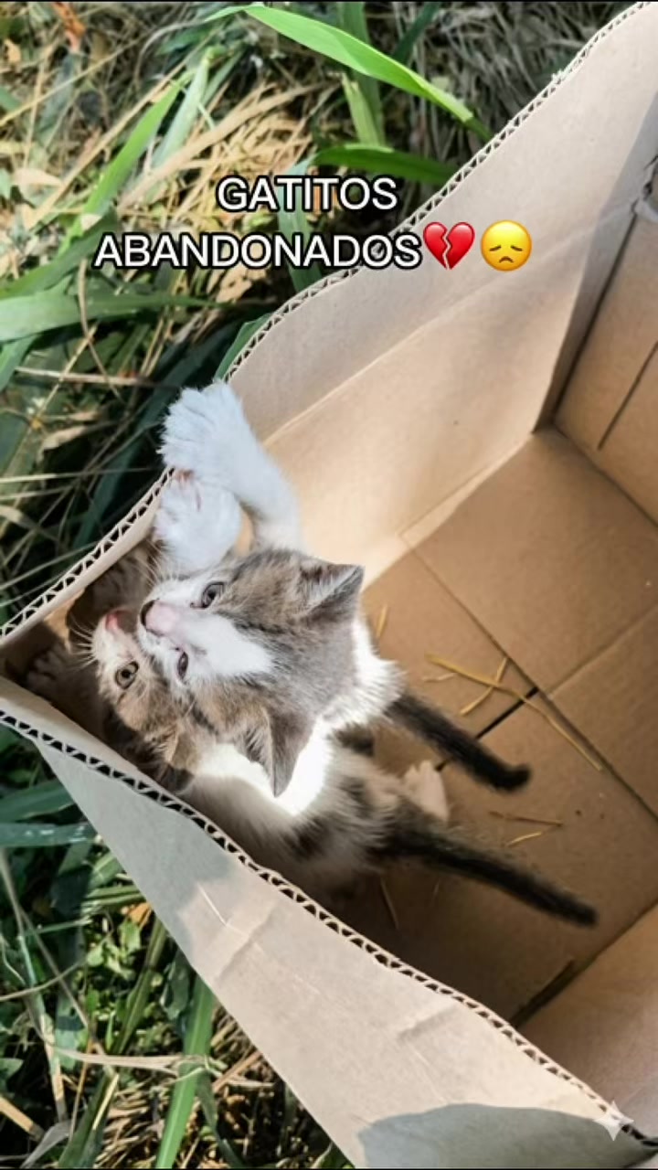 @el_gatoescobar