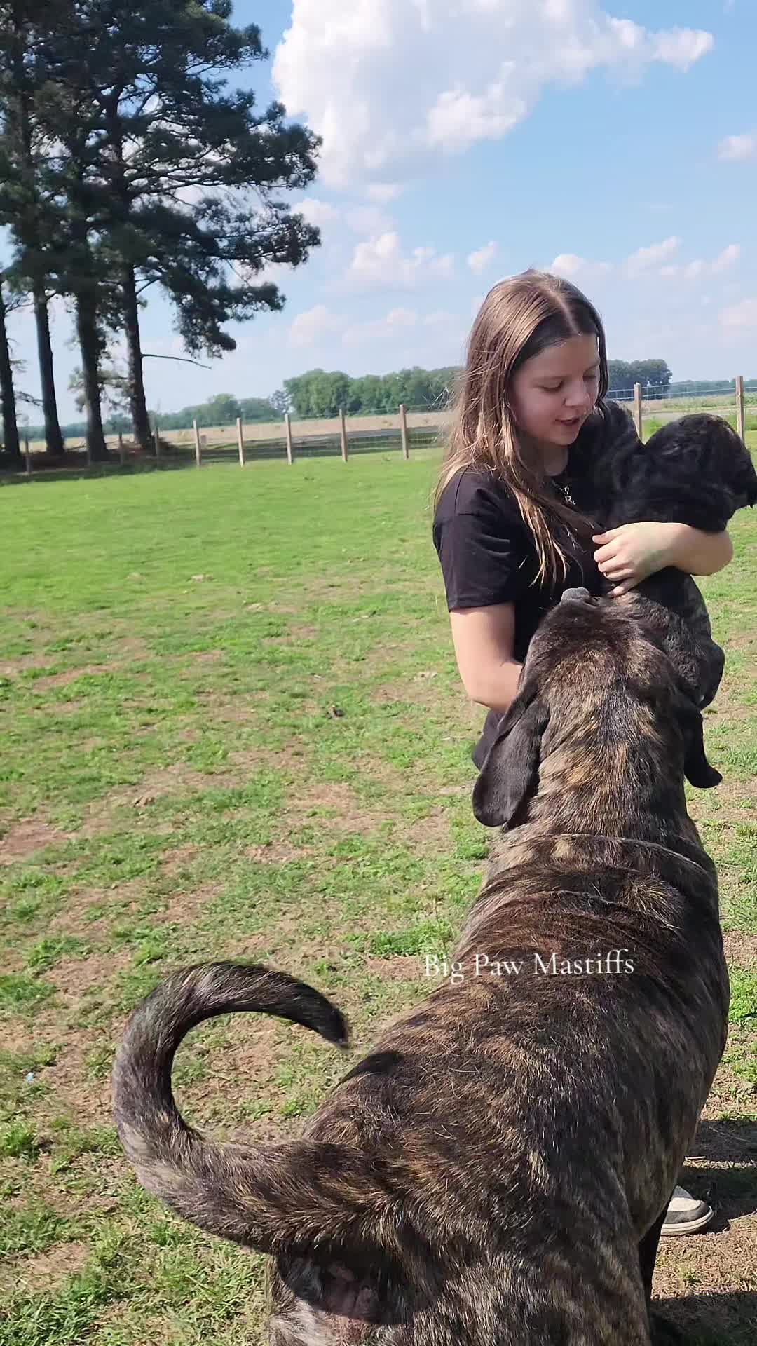 @Big Paw Mastiffs