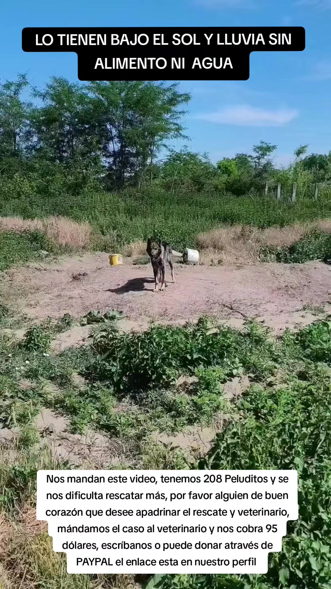 @Asoc. Peluditos