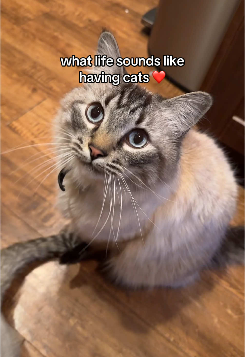 @Ricky and Lucy 🐈⬛