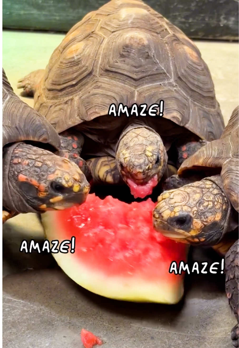 @All Reptiles
