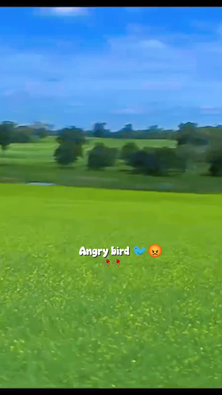 @💫𝖆𝖓𝖌𝖗𝖞 𝖇𝖎𝖗𝖉𝖘💫💥