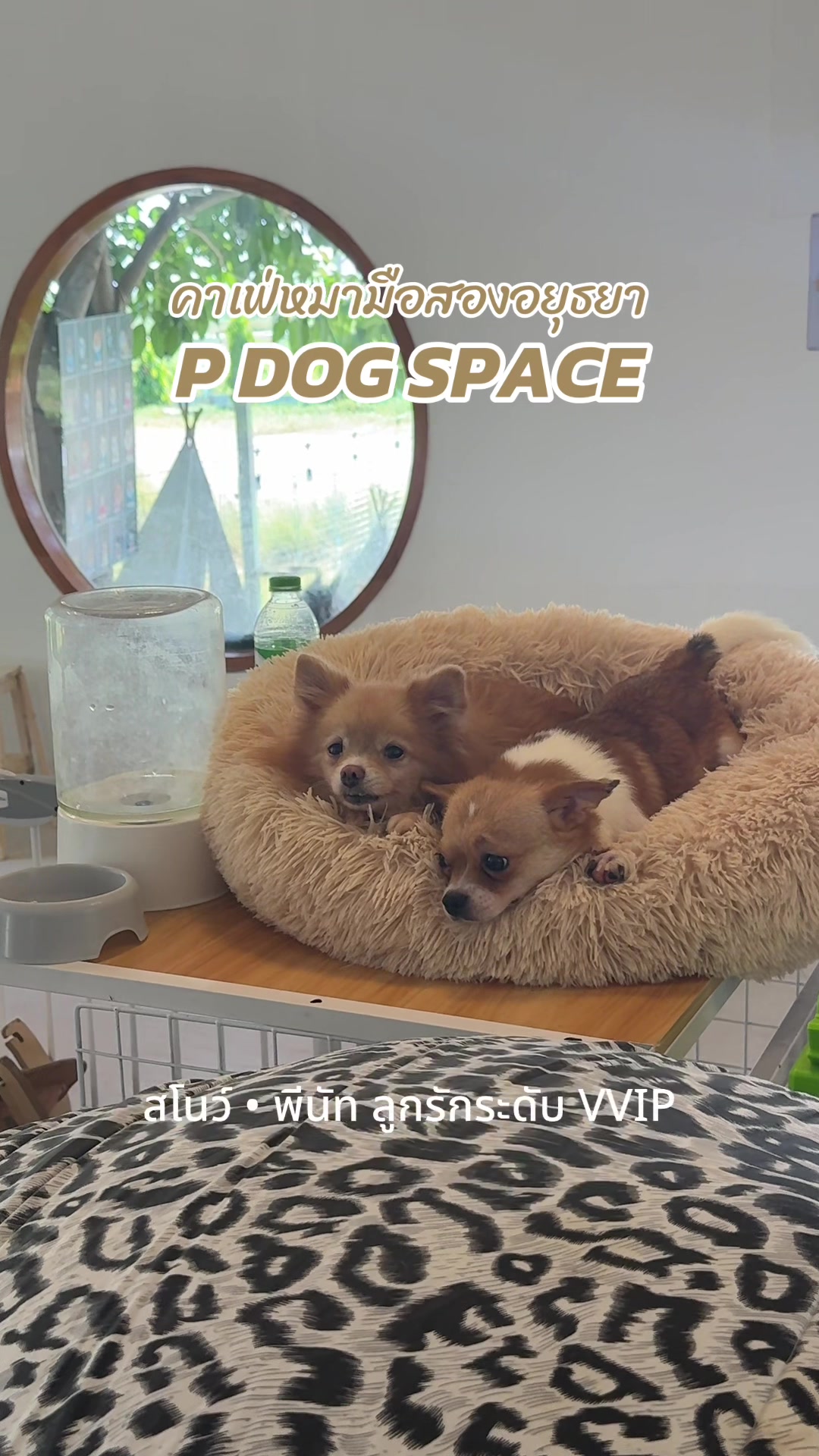 @P Dog Space คาเฟ่หมามือสอง 🐶