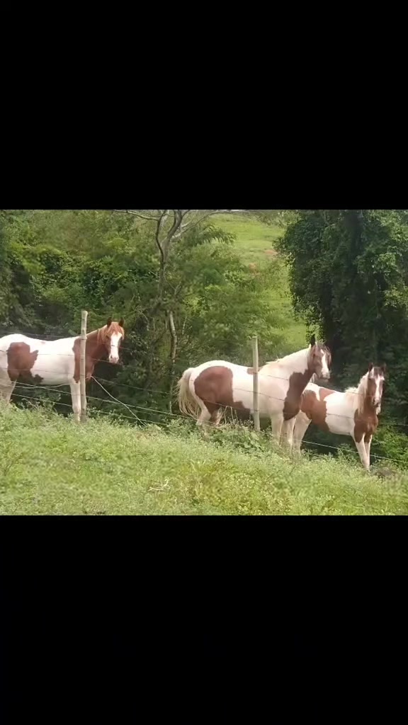 @Luciano Cuani